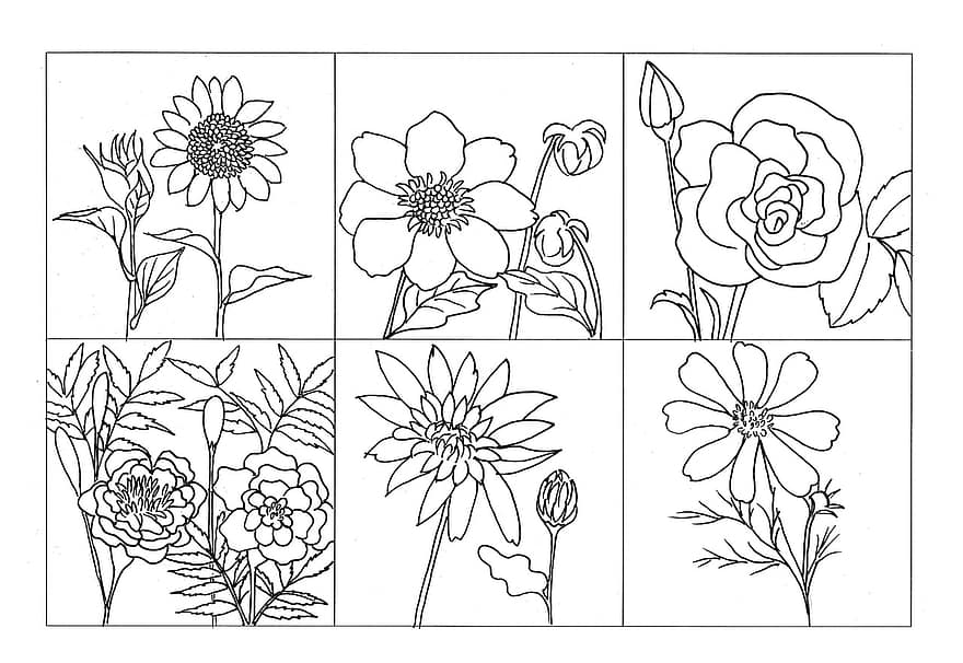 Coloring Flower, Plant, Rose, Marigold, Dahlia