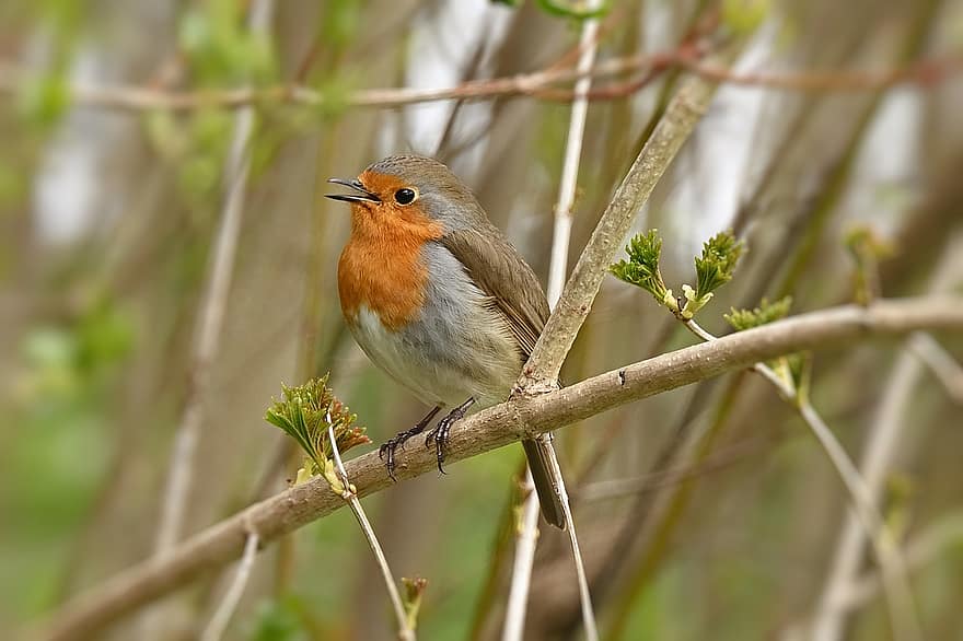 robin, sjunga, sångfågel, gren, söt, räkningen, vår, avian, ornitologi