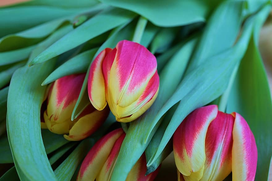 tulipany, kwiaty, kwitnąć, kwiat, wiosna, rośliny, ścieśniać, kompozycja kwiatowa
