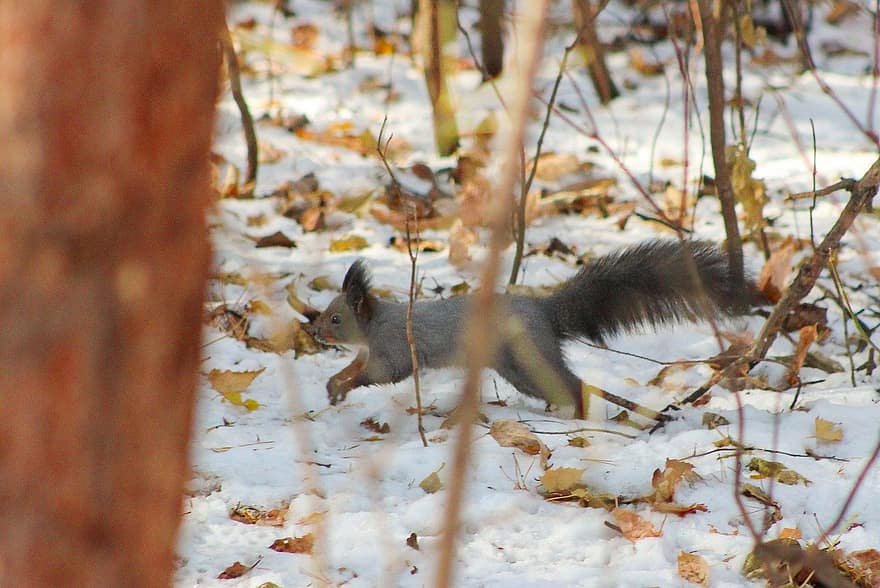 egern, dyr, sibirien, nuttet, sne, vinter, Skov, kæledyr, pels, træ, dyr i naturen