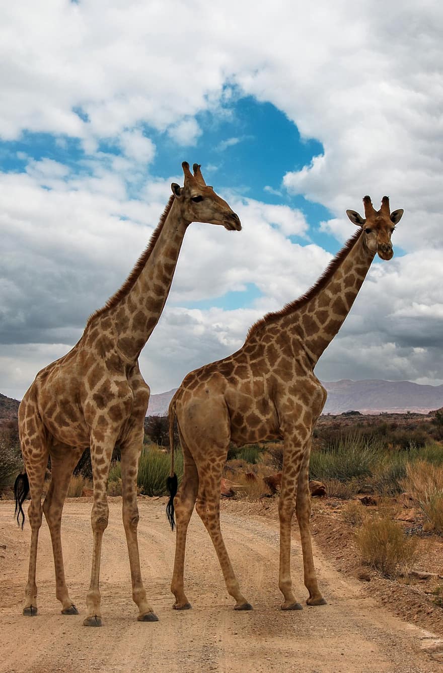 Giraffes, Africa, Namibia, Safari, Wildlife, Mammals, Fauna, giraffe, animals in the wild, safari animals, savannah