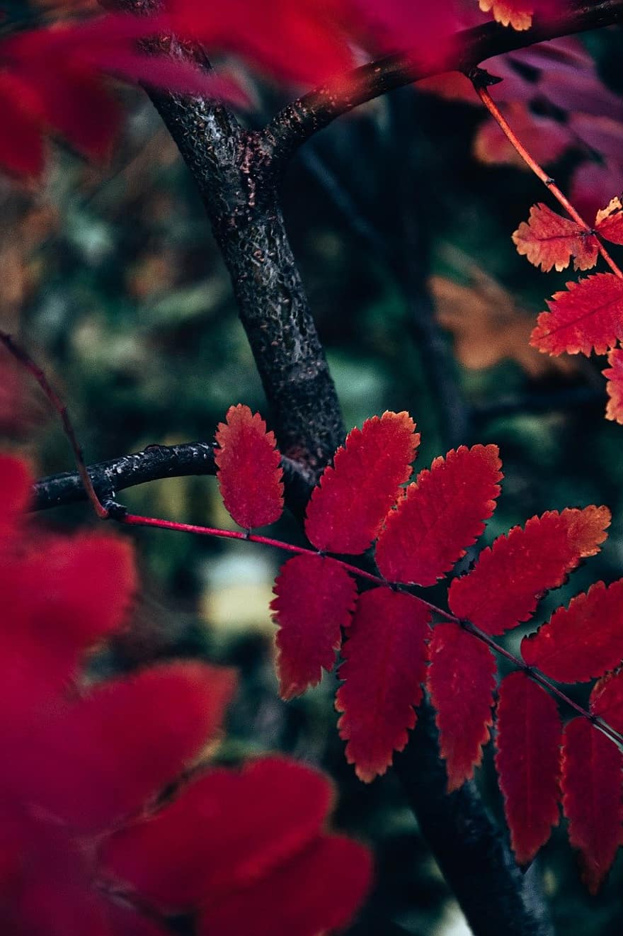 أوراق الشجر ، الخريف ، الأشجار
