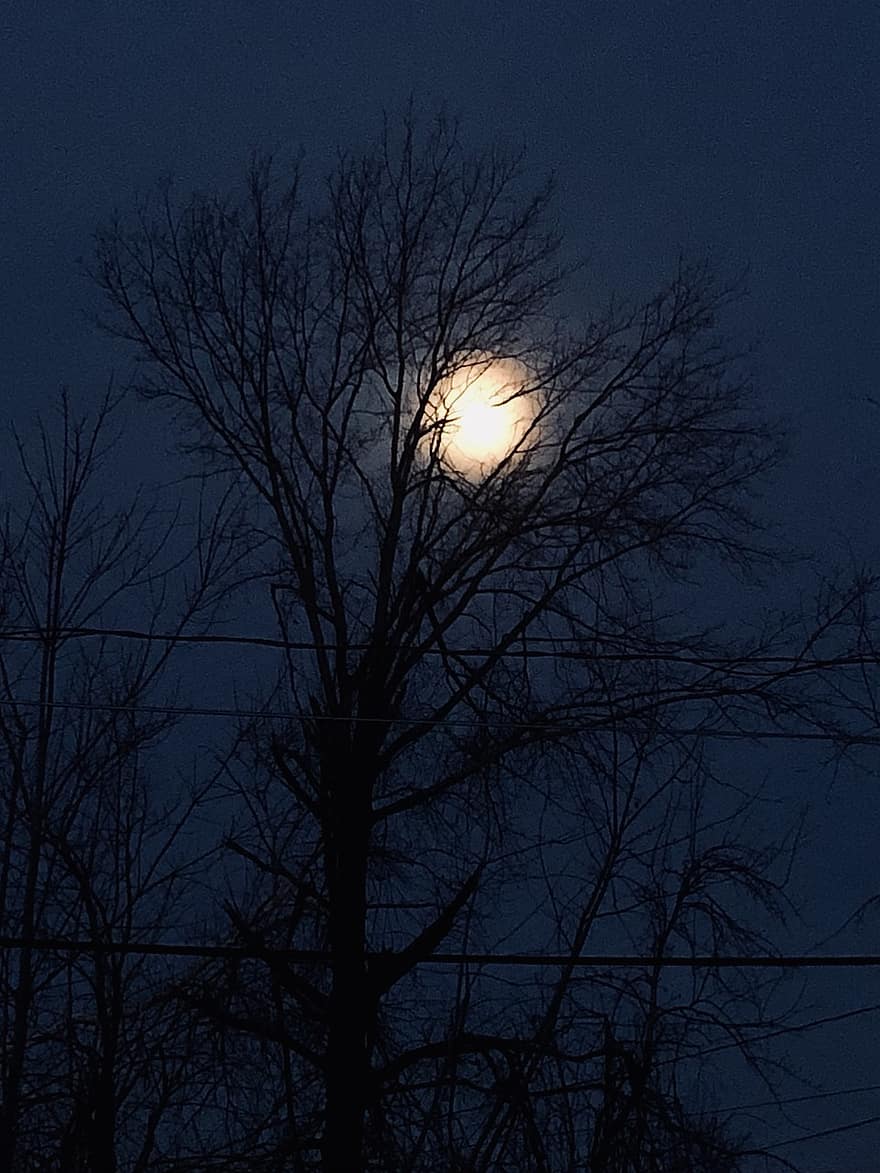 mặt trăng, cây, hình bóng, đêm, chi nhánh, hoàng hôn, tối, chiếu sáng trở lại, rừng, Hoàng hôn, Mùa