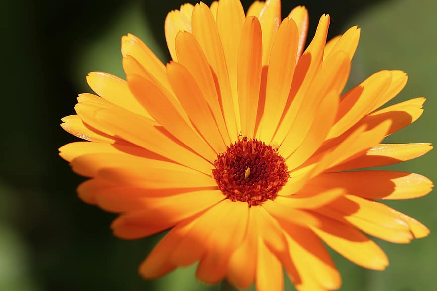 Ringelblume, blühen, Orange, Gelb, Heilpflanze, Sommerblume, Blütenblätter, Naturheilkunde, Gartenarbeit, Natur