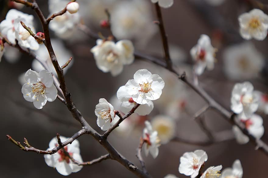 Flowers, Spring, Plum Blossom, Nature, Plum Tree, Seasonal, Bloom, Blossom, branch, springtime, close-up