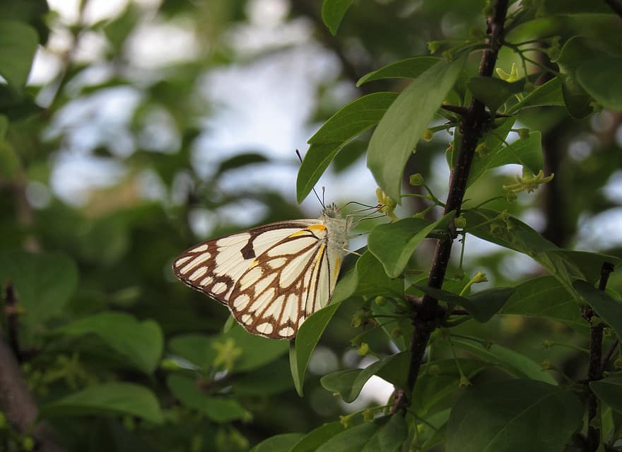 biały z brązowymi żyłkami, motyl, roślina, owad, zwierzę, skrzydełka, entomologia, odchodzi, ogród, Natura, zbliżenie