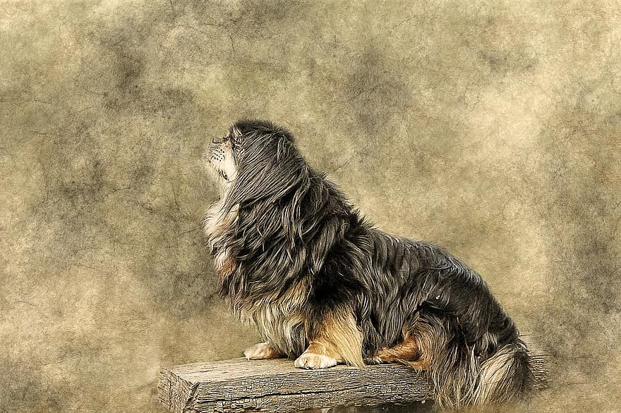 собака, животное, тибетский спаниель, лежащий, Изобразительное искусство, марочный, декоративный, природа