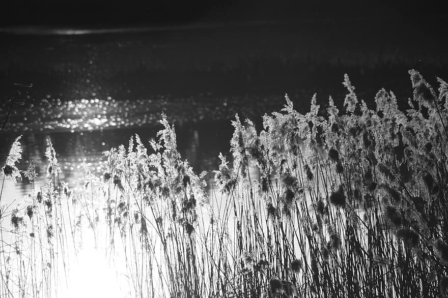 lac, iarbă de mare, ușoară, seară, apus de soare, amurg, reflecţie, carte poştală, reflectarea apei, oglindire