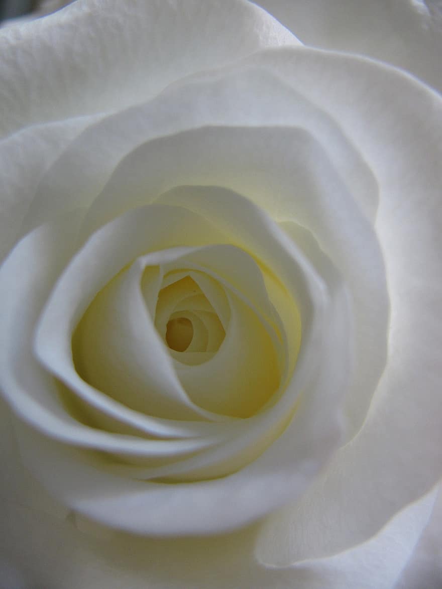 Rose, Flower, White Flower, Rose Bloom, Petals, Rose Petals, Bloom, Blossom, Flora, Nature, close-up