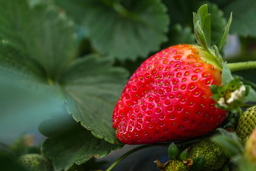 jordbær, rød, frugt, lækker, frisk, sund og rask, organisk, sød, moden, frisk jordbær, moden jordbær