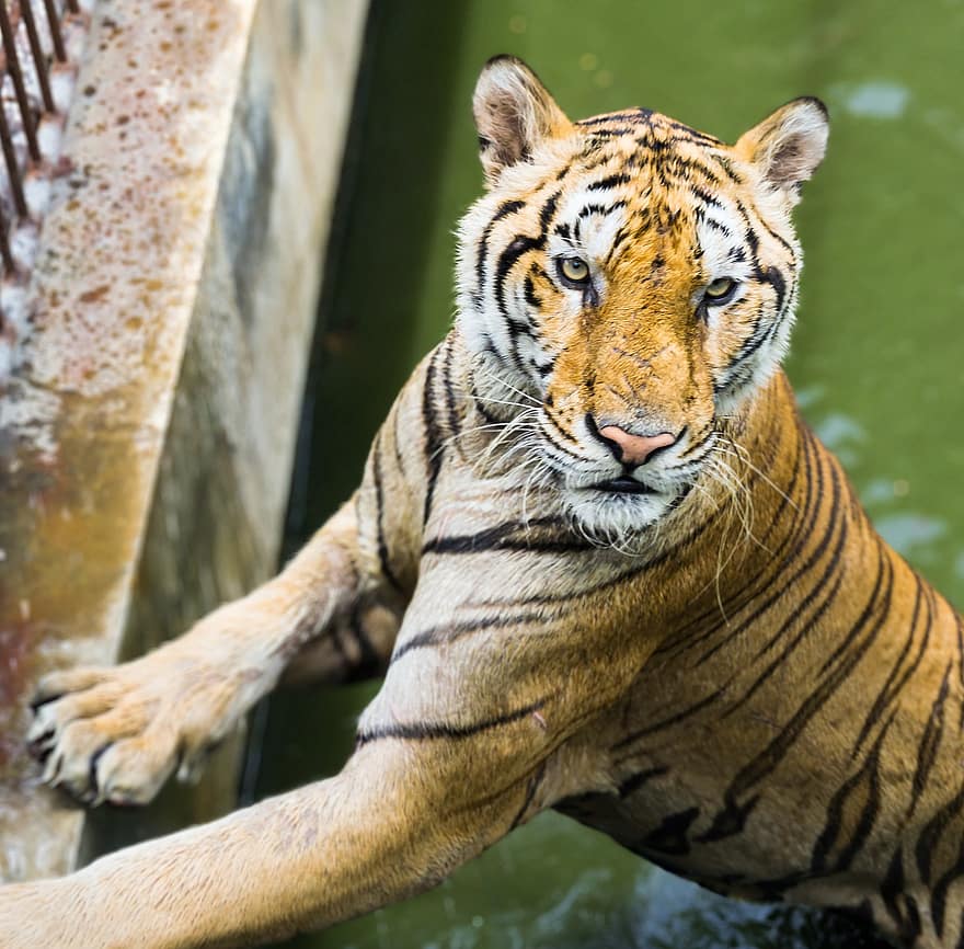 Tiger, Animal, River, Nature, undomesticated cat, bengal tiger, animals in the wild, feline, big cat, striped, endangered species