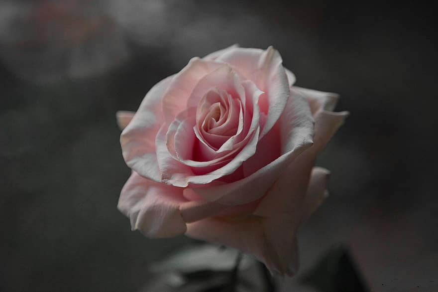 Rose, blomst, pink rose, rose blomst, kronblade, rosenblade, flor, blomstre, flora, tæt på, kronblad