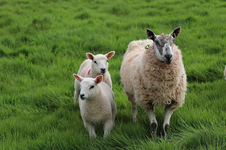 ovelha, cordeiros, rural, ovino, animais, pecuária, Carmarthenshire, gales, Reino Unido, agricultura, campo