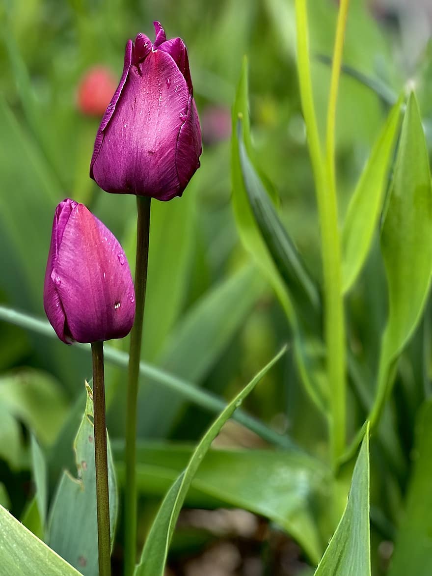 tulipaner, blomster, anlegg, pærer, violette tulipaner, petals, blomst, flora, vår, våren, natur