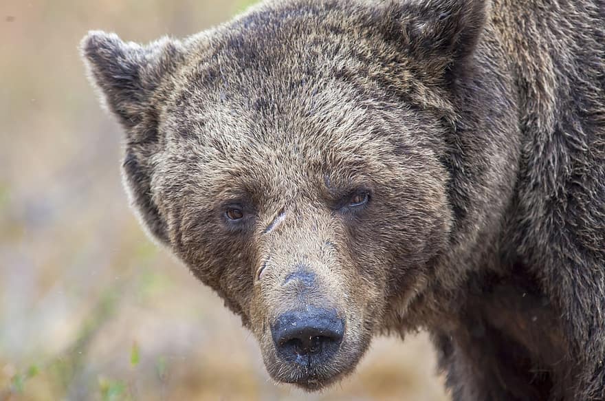 orso bruno, orso, animale, predatore, pericoloso, mammifero, natura, fotografia animale