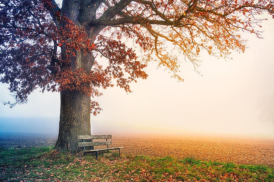 дърво, пейка в парк, есен, есенния сезон, падане, мъгла, мъглив пейзаж, природа, поле, ливада, укриване