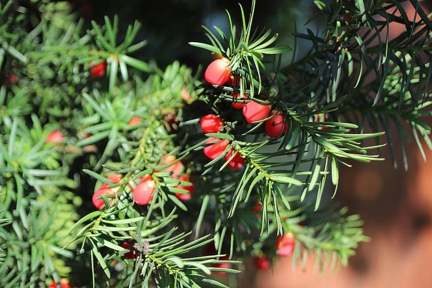 barlind, engelsk yew, yew tree, røde bær, nåletre, natur