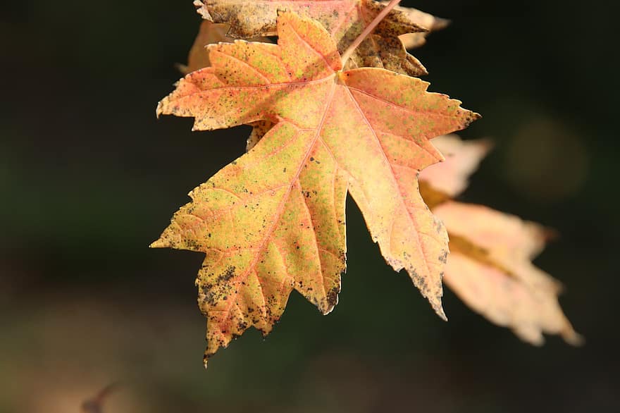liście klonu, jesień, odchodzi, listowie, jesienne liście, sezon jesienny, spadek liści, las