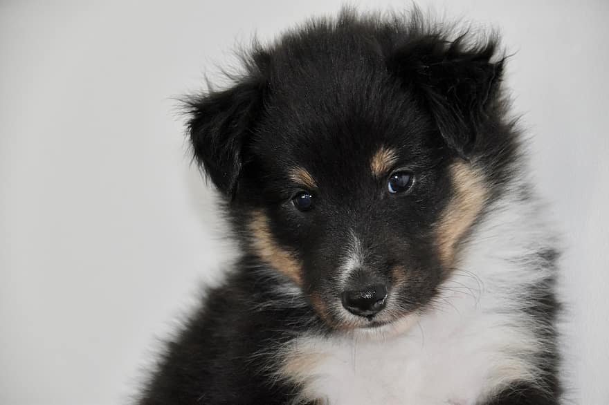 Sheltie, куче, кученце, Шетландска овчарка, възхитително куче, сладко куче, младо куче, кучешки, животно, бозайник, домашен любимец
