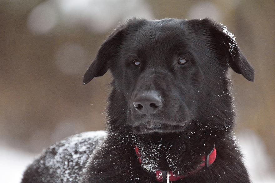 Hund, schwarz, Schnee, schwarzer Hund, Haustier, Halsband, Hundehalsband, inländisch, Haushund, Porträt, Hundeportrait