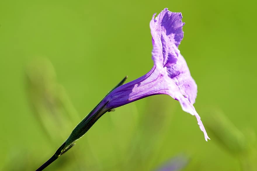 ペチュニア、花、紫色の花、花びら、紫色の花びら、咲く、工場、フローラ、自然