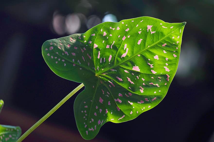 лист, Пестрое растение