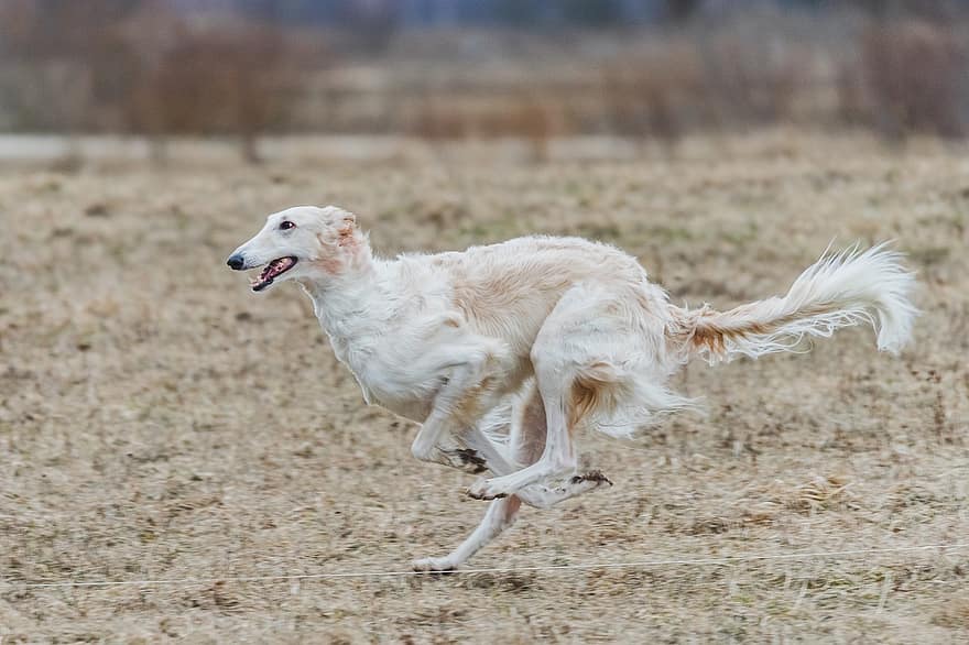 Ρωσικό Μπορζόι, σκύλος, τρέξιμο, πεδίο, σε εξωτερικό χώρο, ενεργός, ζώο, κυνόδοντες, ευκινησία, αθλητικός, κυνικός