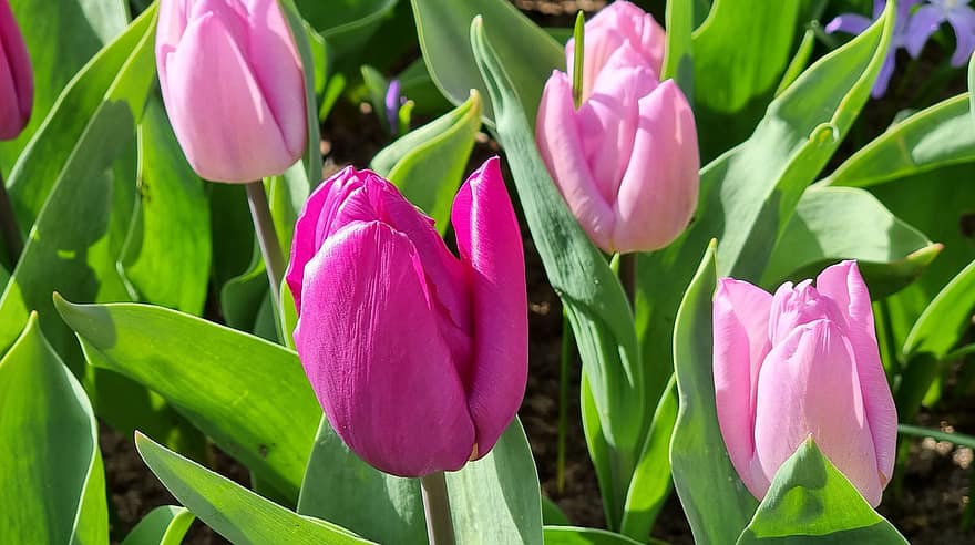 tulipes, tulipes roses, fleurs roses, fleurs, Keukenhof, jardin botanique, plantes bulbeuses, la nature, printemps, flore, lisse