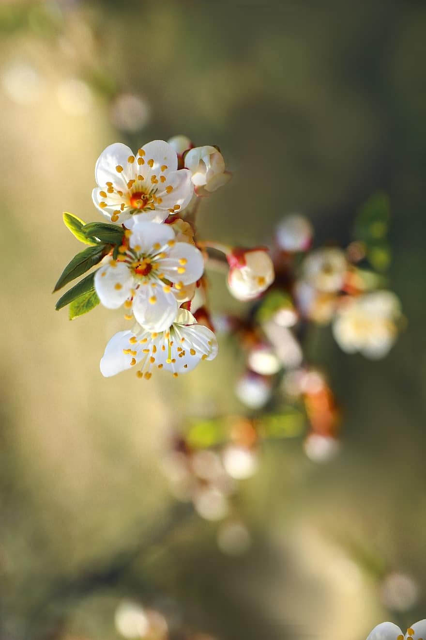 Tree, Flowers, Buds, White Flowers, Bloom, Blossom, Flowering Plant, Plant, Flora, Nature