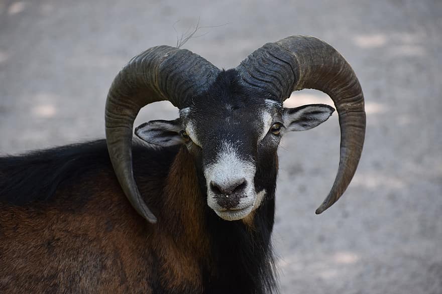 mouflon, sau, horn, villfår, dyr, pattedyr, natur, dyr verden