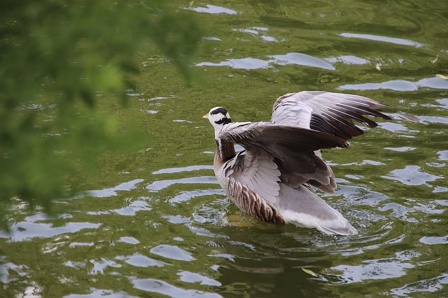 Goose, Bird, Bar-headed Goose, Duck, Waterfowl, Water Bird, Aquatic Bird, Anatidae, Wading Bird, Pond, Water