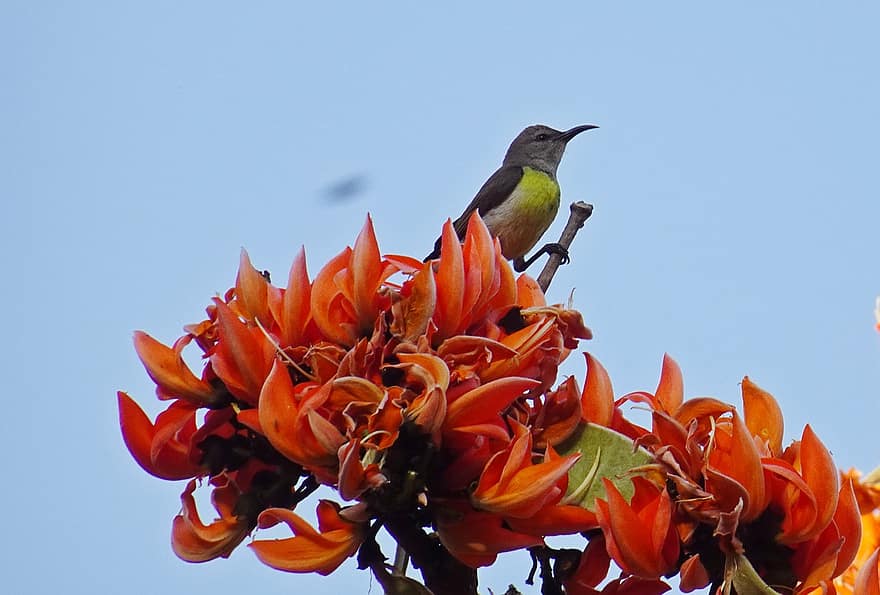 Sunbird, птица, птичи, дивата природа, Индия, едър план, цвете, многоцветни, клон, жълт, клюн