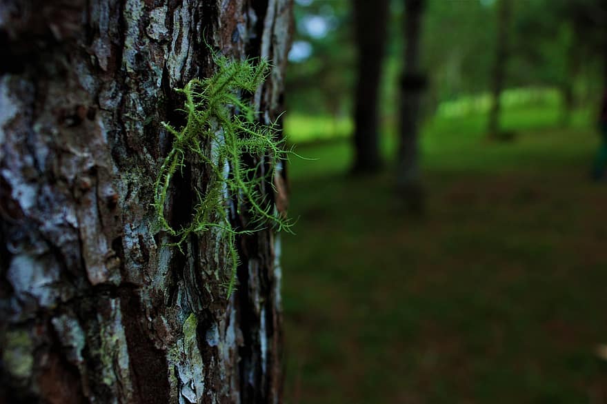 Moss, Plant, Trunk, Tree, Bark, Wood, Forest, Nature