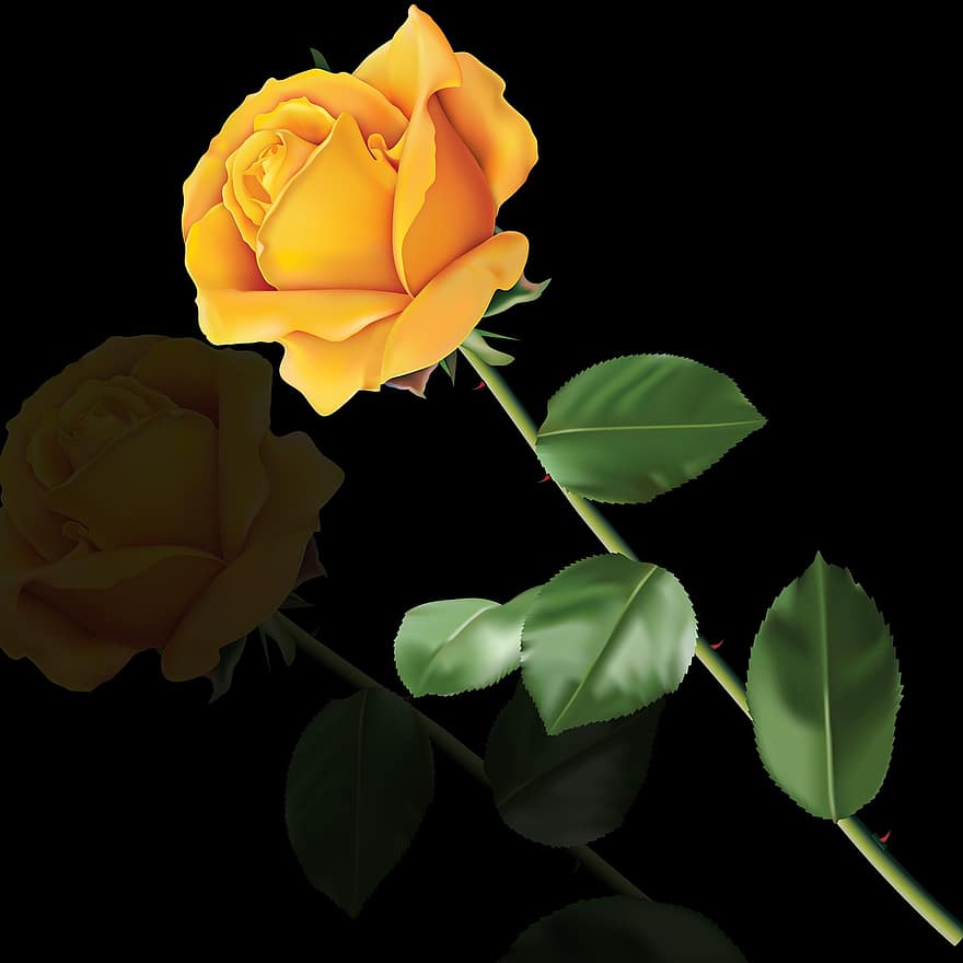 fleur, Rosa, feuille, la nature, plante, Une rose jaune, réflexion, fond noir