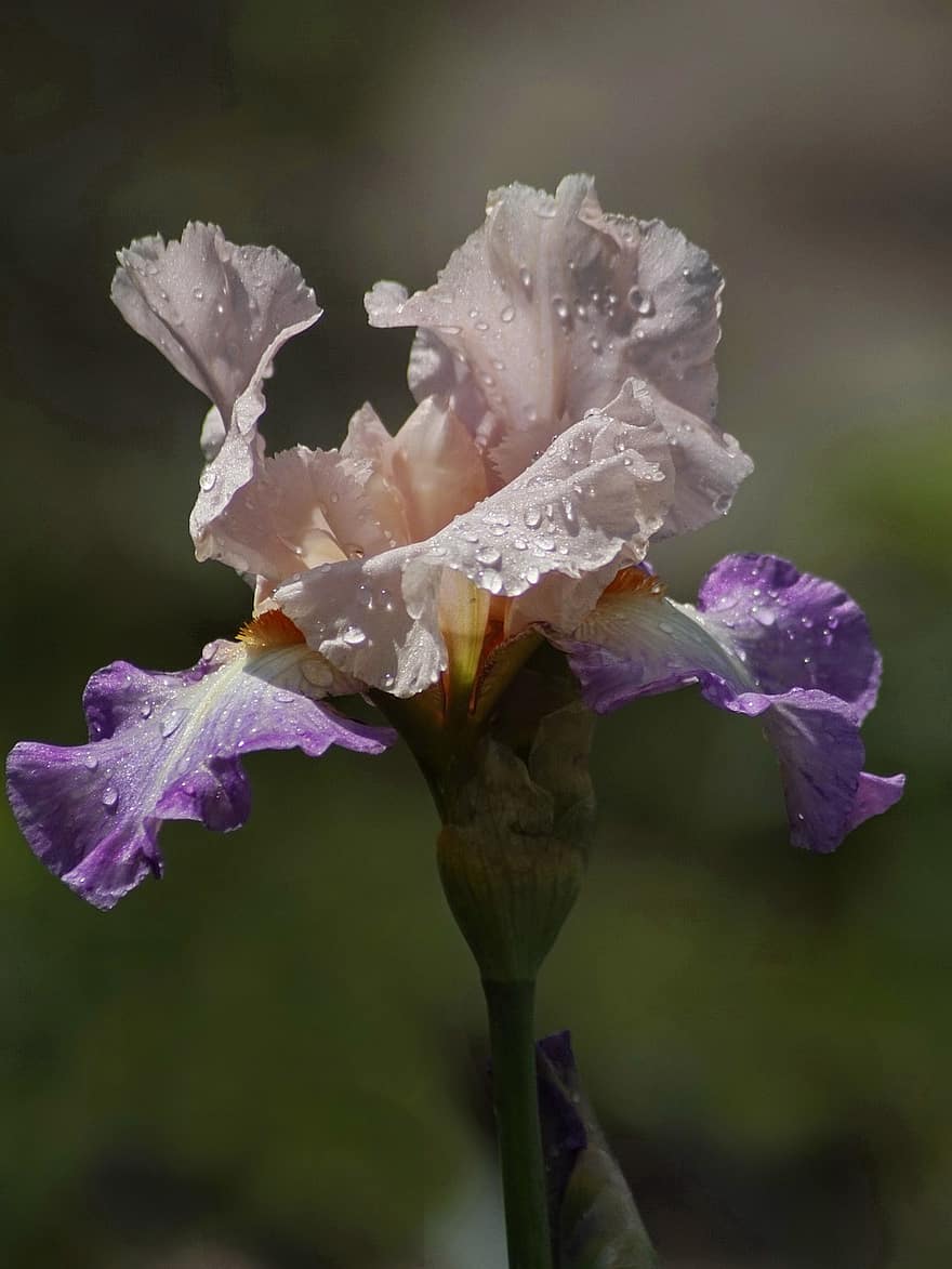 Iris barbudo alto, iris barbudo, flor, floración, espada lily, gota de agua, naturaleza, crecimiento, de cerca, planta, pétalo