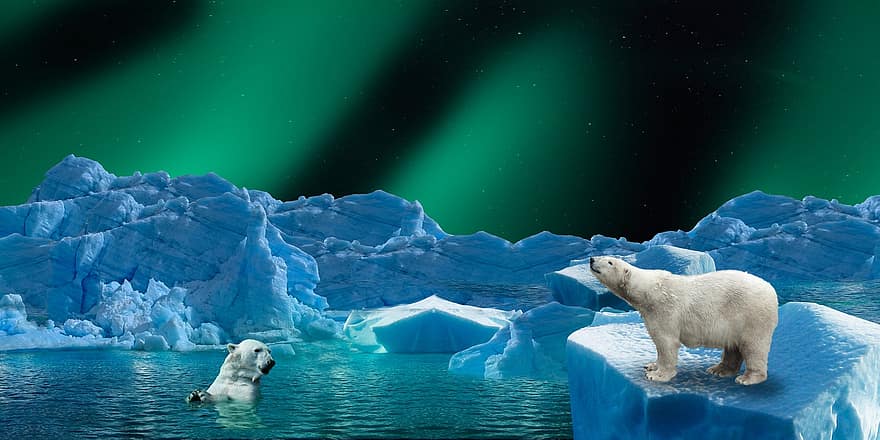 фон, природа, лед, Арктический, Северное сияние, Полярный медведь, хищник, море, айсберг, льдина, холодно