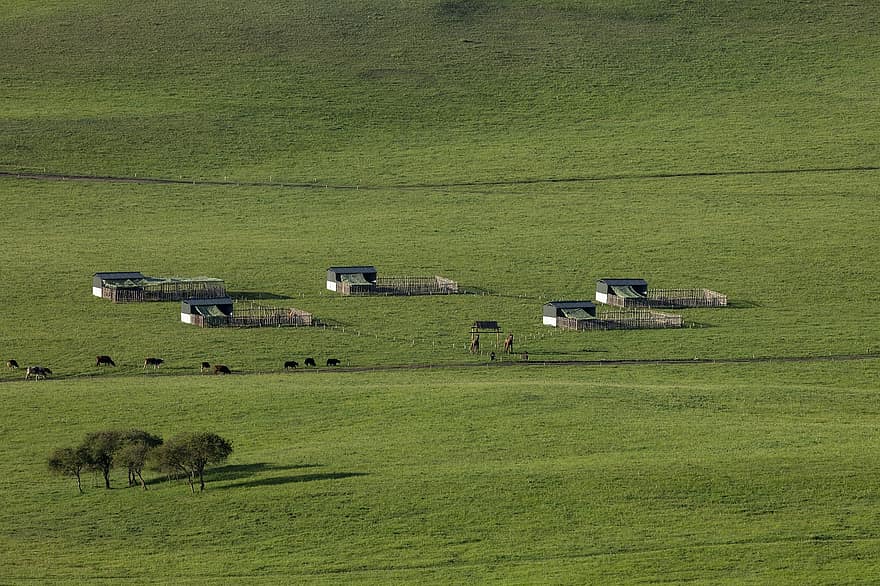 campo, vacas, rural, Fazenda, Prado, pasto, gado, animais, mamíferos, pecuária, panorama