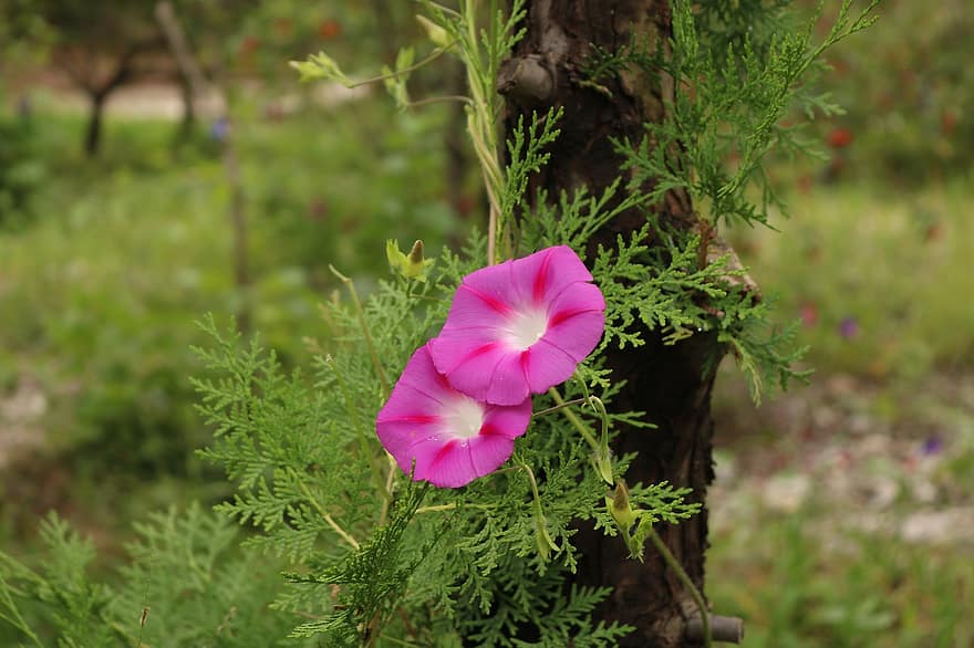 ผักบุ้ง, ดอกไม้สีชมพู, ต้นไซเปรซ, ธรรมชาติ
