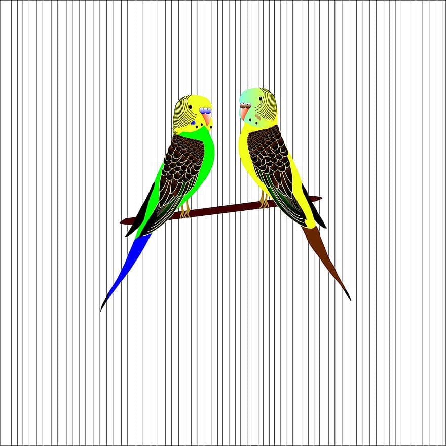 papegøje, undulater, bølget, fugle, buret, figur, illustration, papegøjer