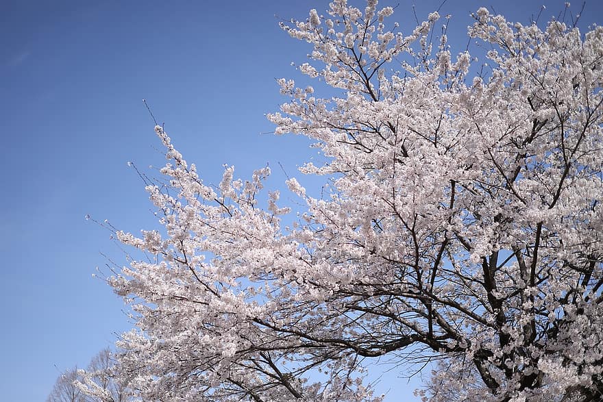 Цветение вишни, белые цветы, весна