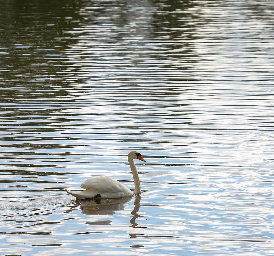 Bird, Swan, Adult, Swim, Water, Lake, pond, feather, beak, blue, reflection