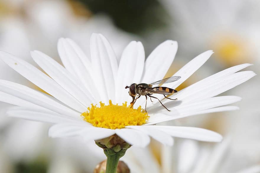 sveveflyv, Melangyna Viridiceps, blomst, blomstre, insekt, bevinget insekt, pollen, pollinere, pollinering, flora, fauna