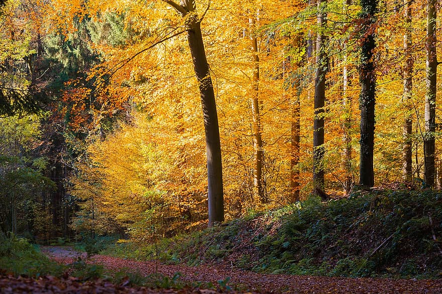 Skov, efterår, skov, sti, træer, efterårskov
