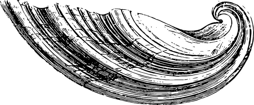 Sketch, Shell, Sea, Water, Ocean, Crustacean, Pattern, Drawing, Black And White, Black, White