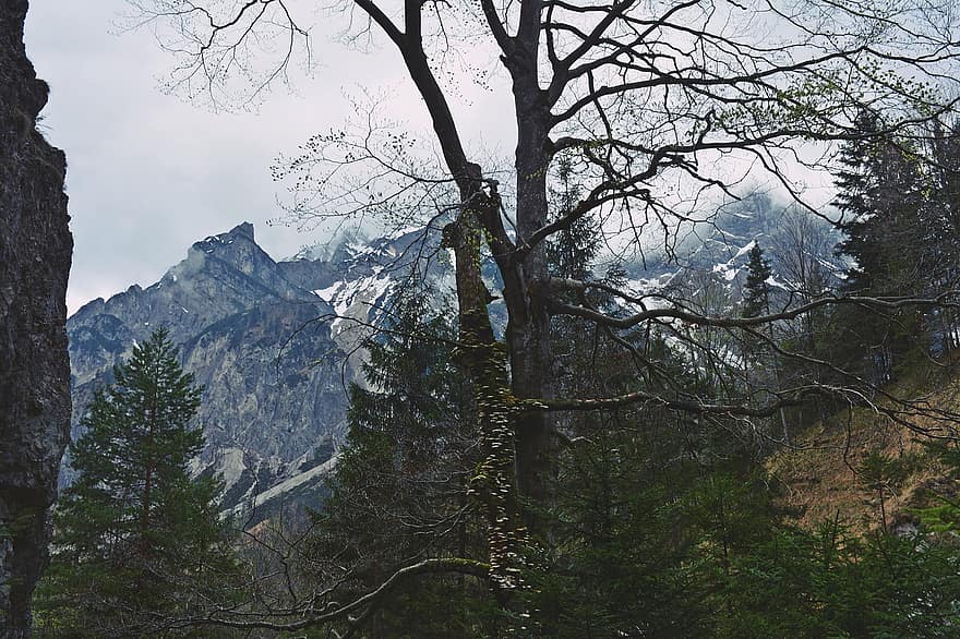 гірський ліс, Гриби на дереві, гори, природи, гриби, на відкритому повітрі