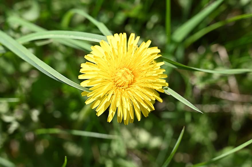 floare, păpădie, luncă, Pampleiška, primăvară, vară, a închide, Culoarea verde, plantă, galben, iarbă