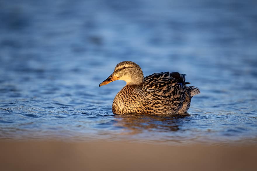 duck, water, nature, sunshine, lake, ripple, bird, animal, wildlife, habitat, beak