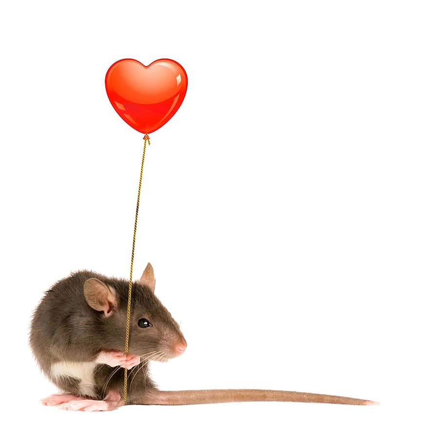žiurkė, balionas, Valentino, širdis, Valentino diena, meilė, dovanos, staigmena, romantiškas, graužikas, gyvūnas