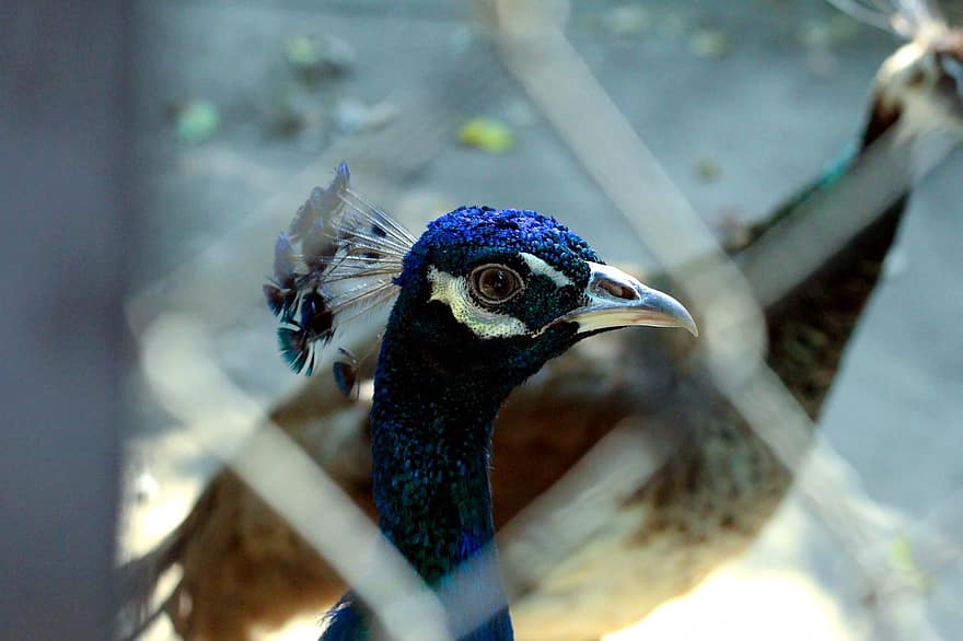 Peafowl, Peacock, Bird, Feathers, Pattern, Design, Eye, Beak, Peacock Feathers, Plumage, Exotic Bird