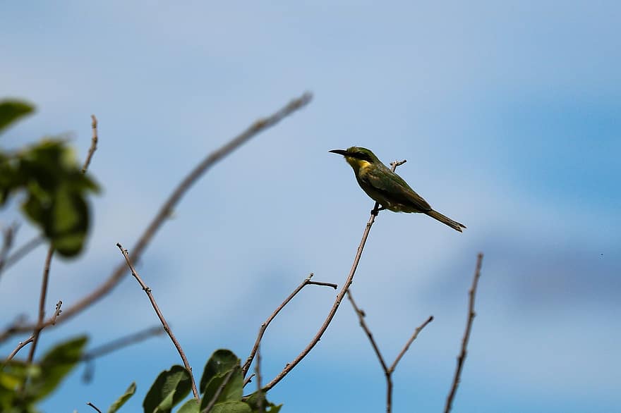 Bee-eater, Bird, Perched, Animal, Feathers, Plumage, Beak, Bill, Bird Watching, Ornithology, Animal World